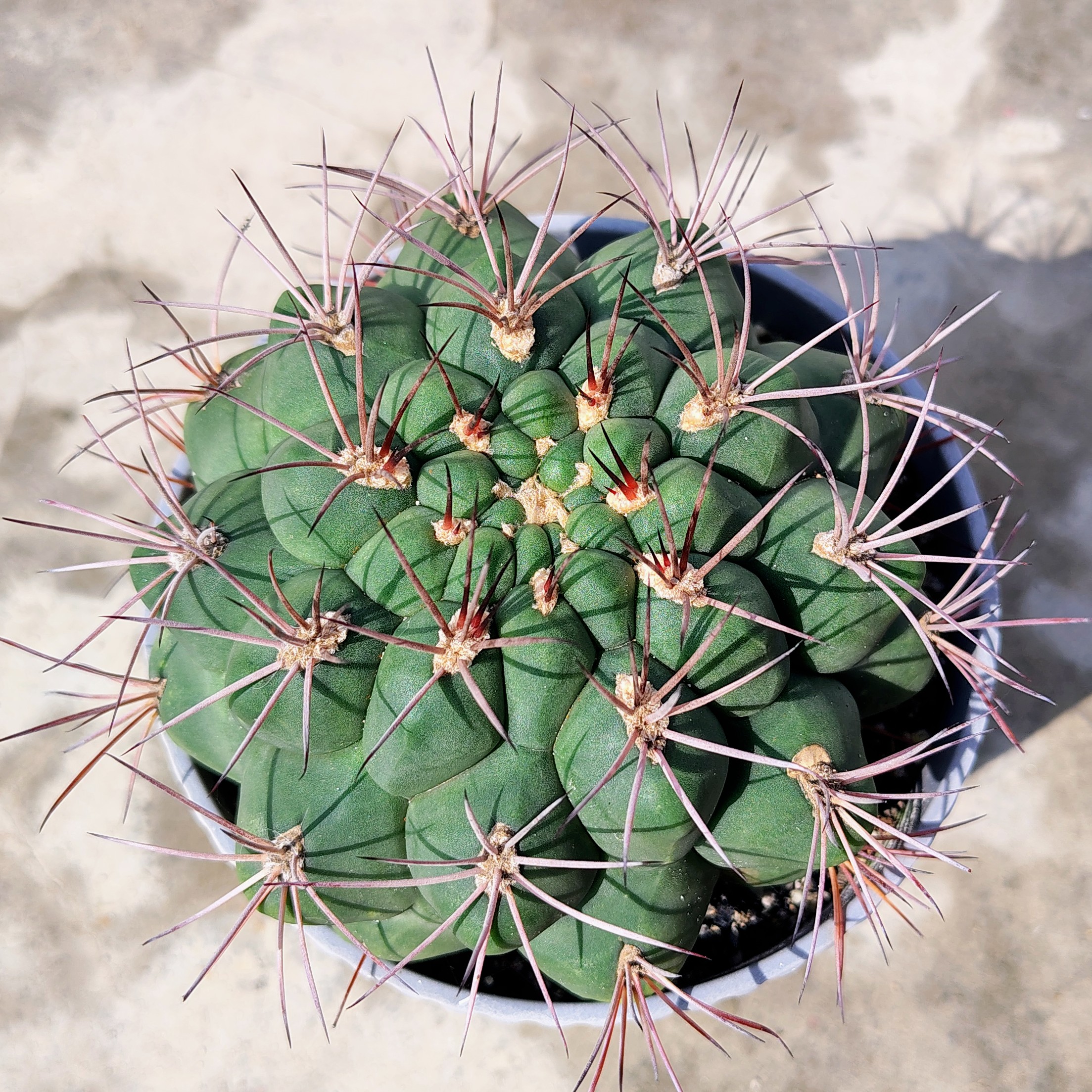 Gymnocalyciums