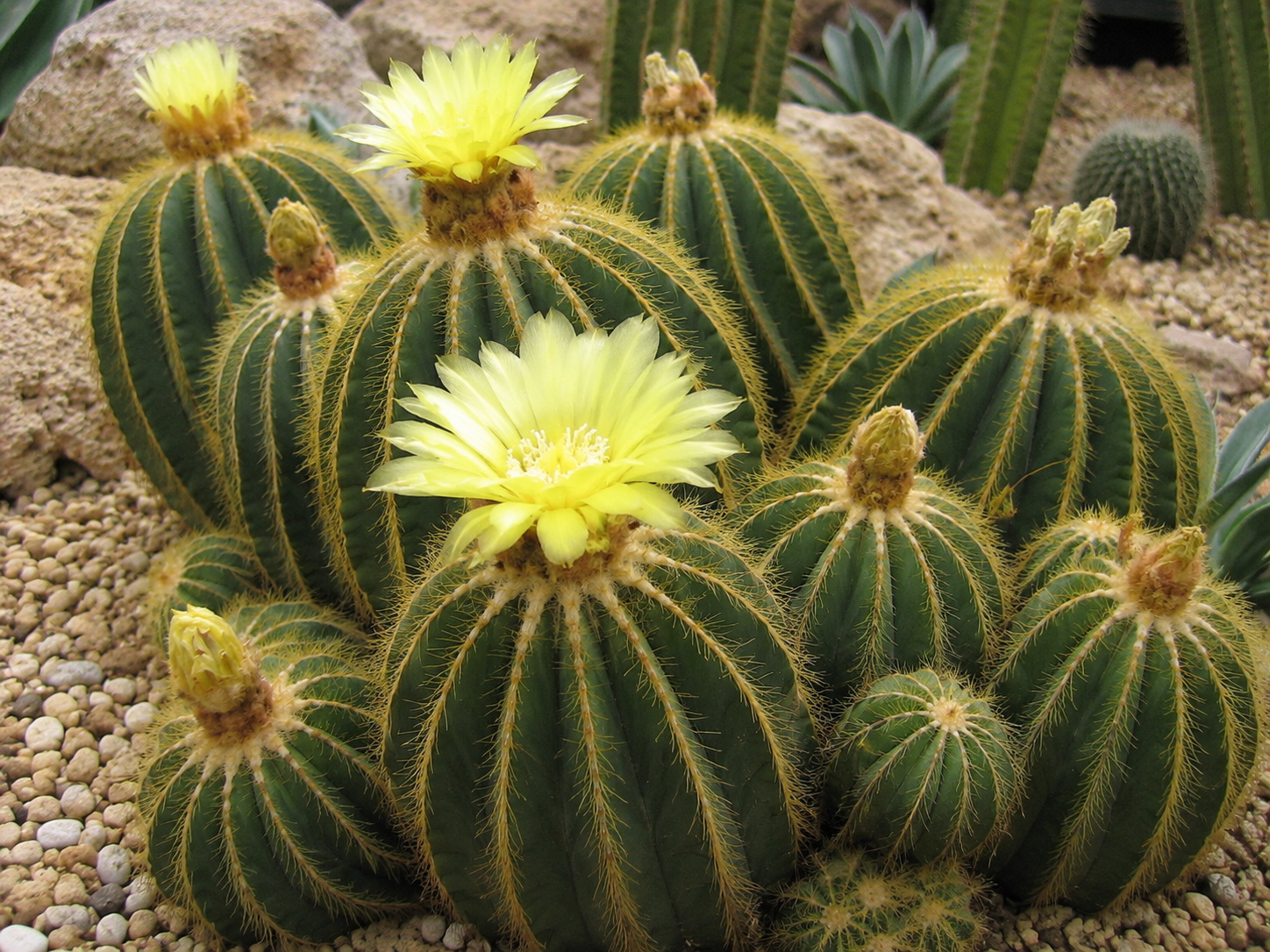 Parodias (Notocactus)