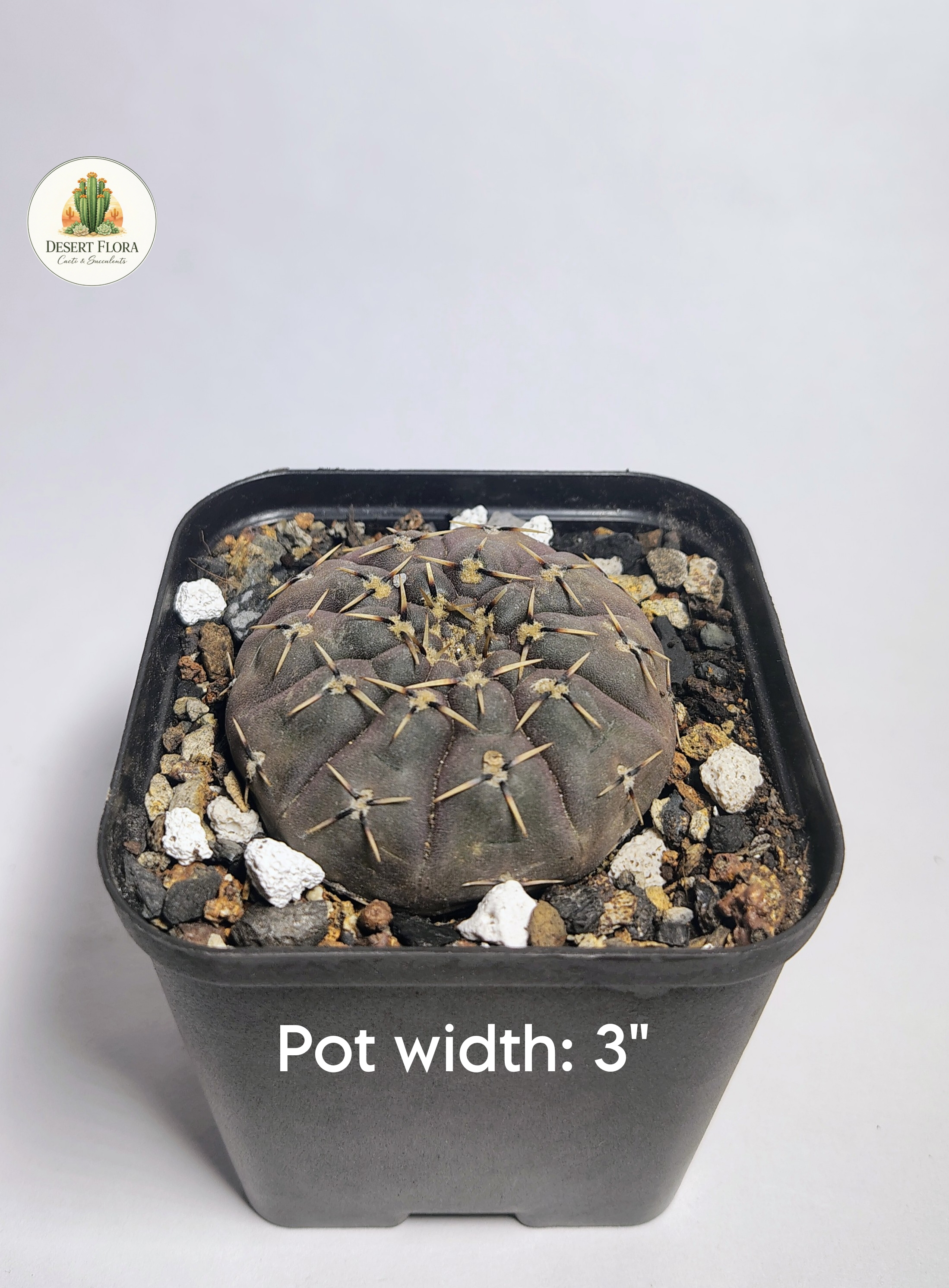 Gymnocalycium stellatum