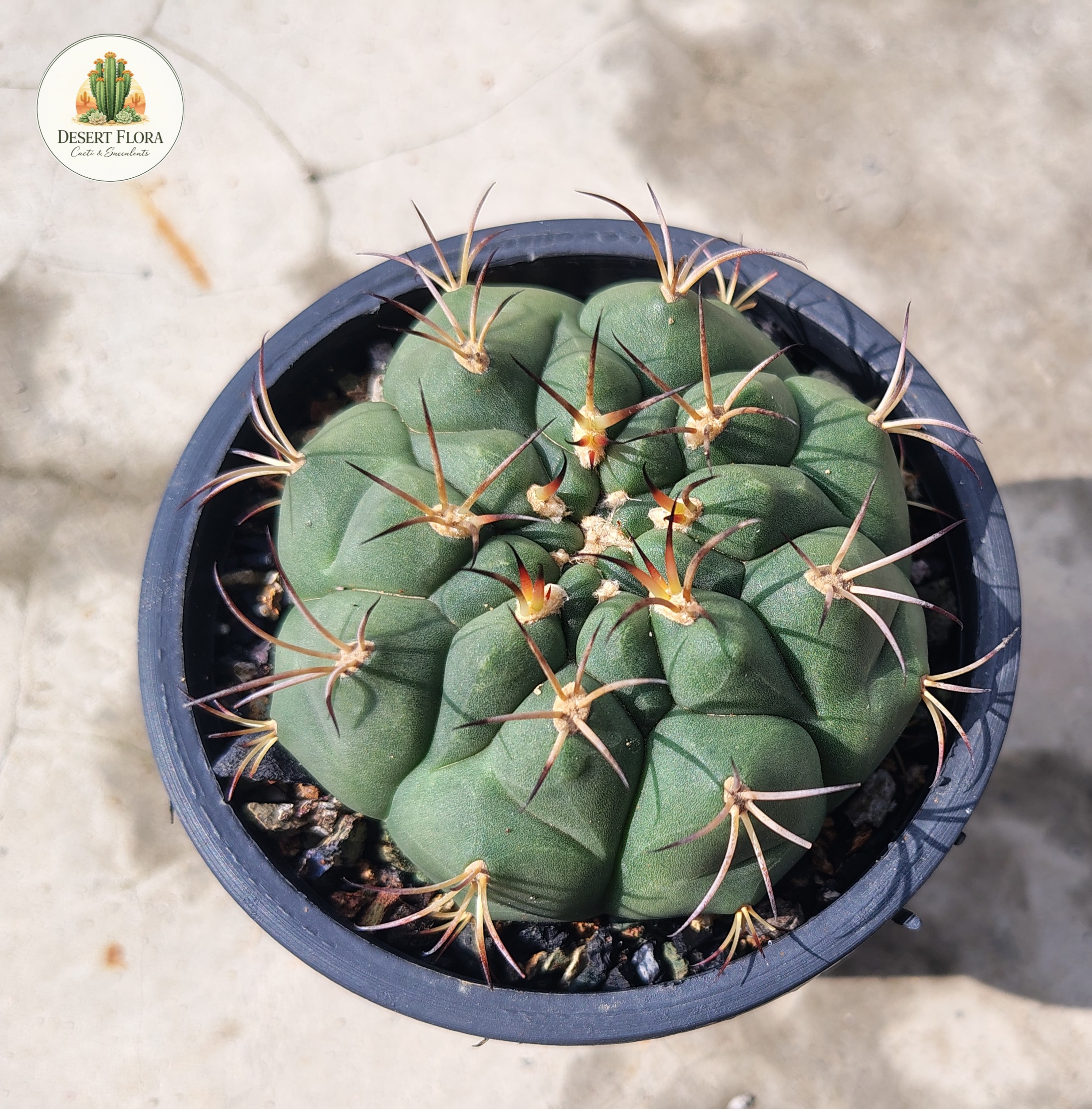 Gymnocalycium saglionis