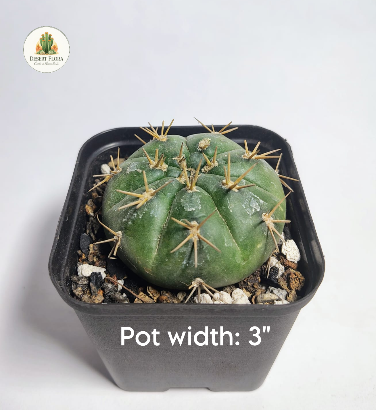 Gymnocalycium eurypleurum