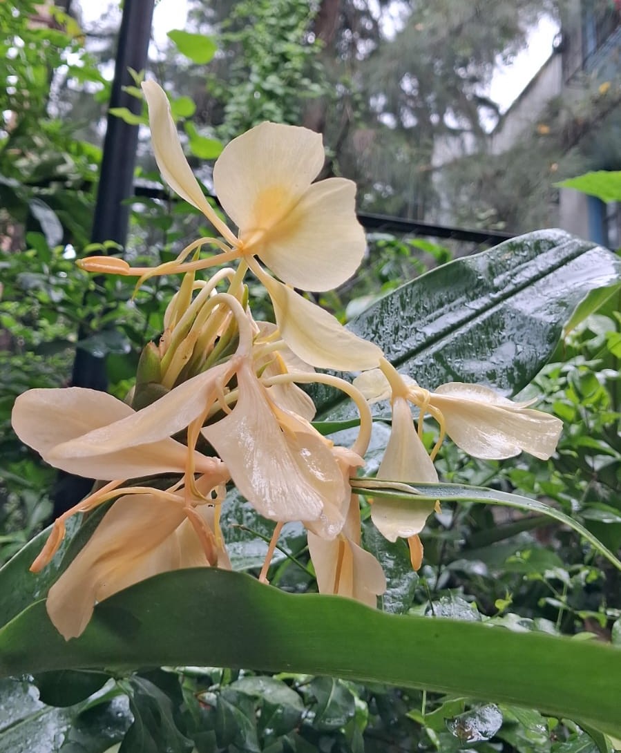 Ginger Lily Yellow bulbs
