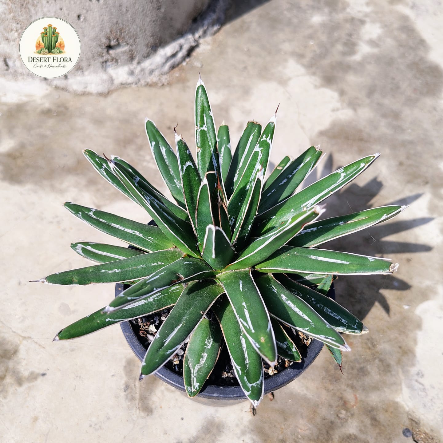 Queen Victoria Agave