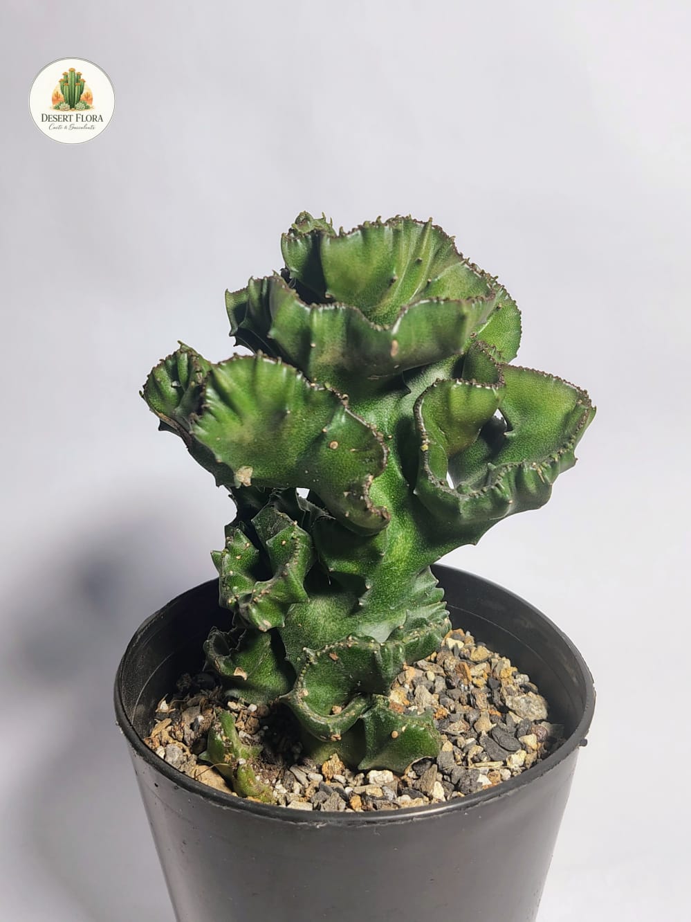 Candelabra spurge