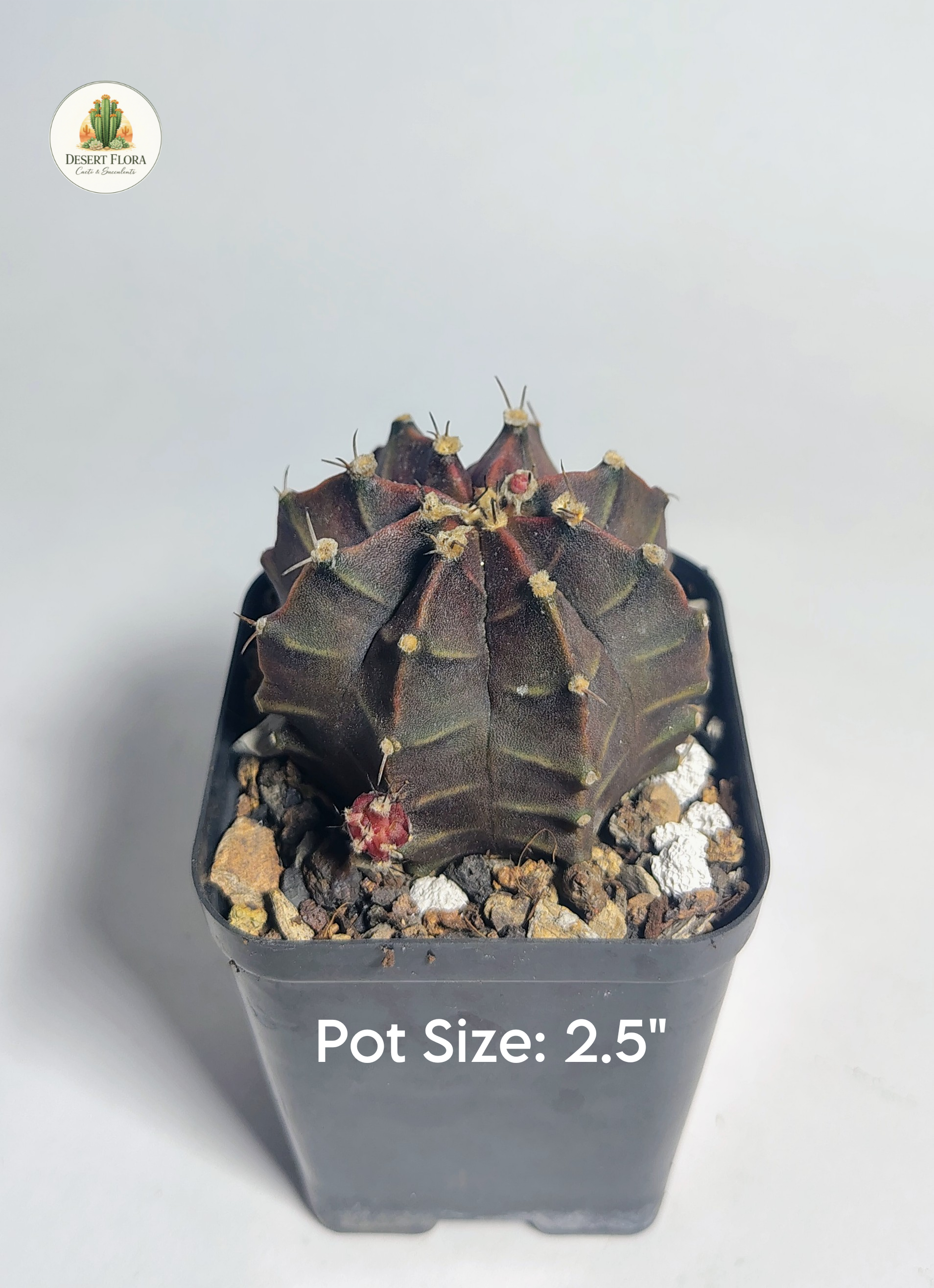 Gymnocalycium 'Rubra'