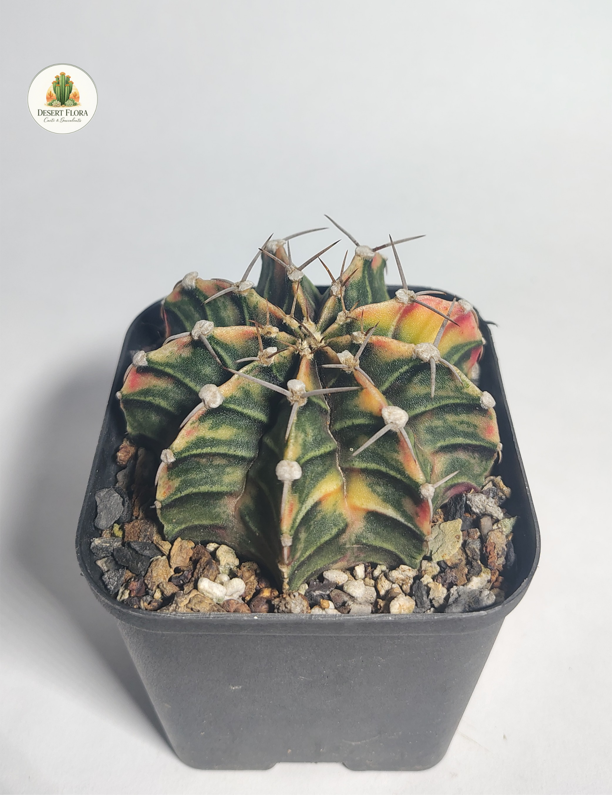 Gymnocalycium miahnovichii f variegata
