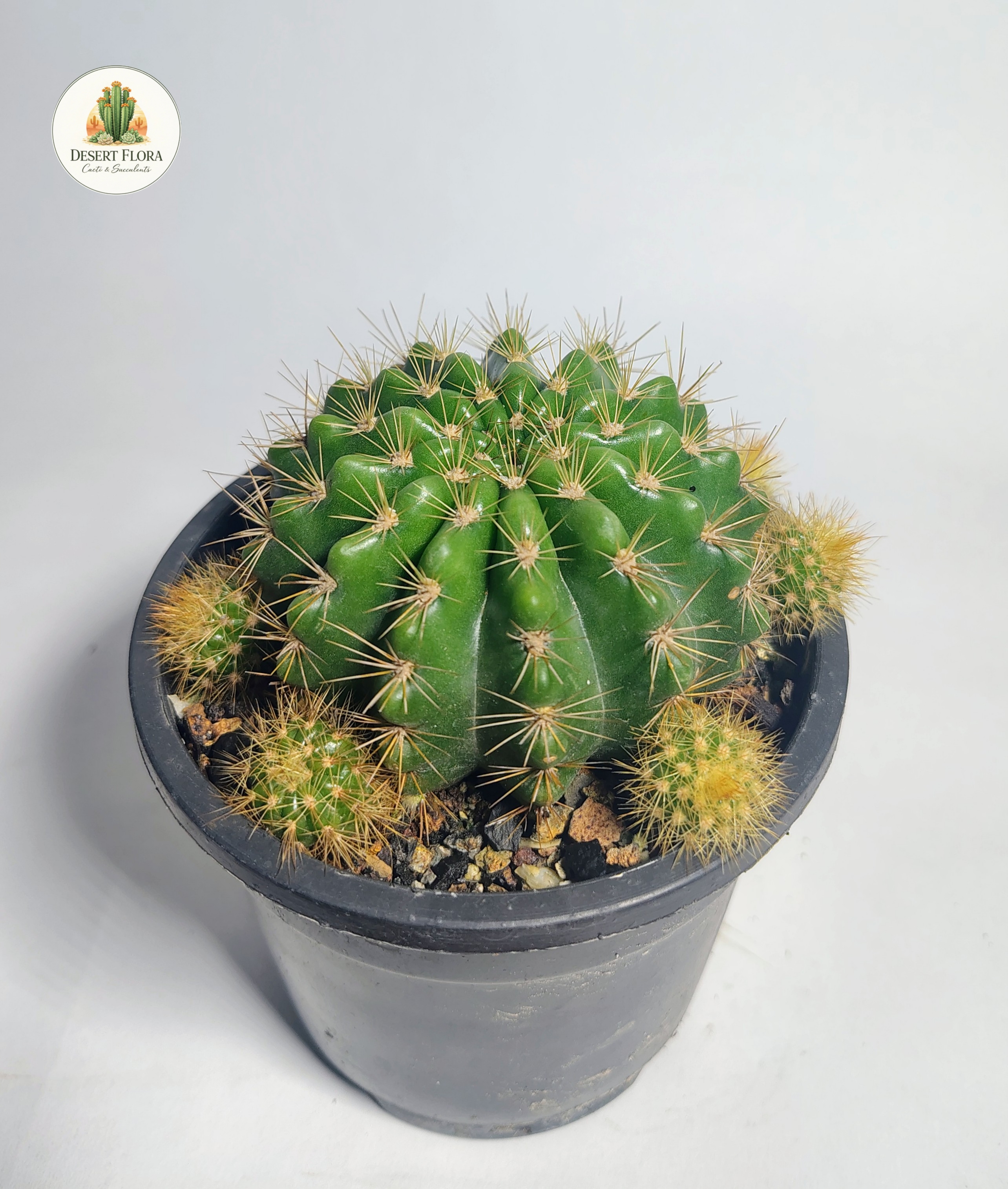 Easter Lily Cactus