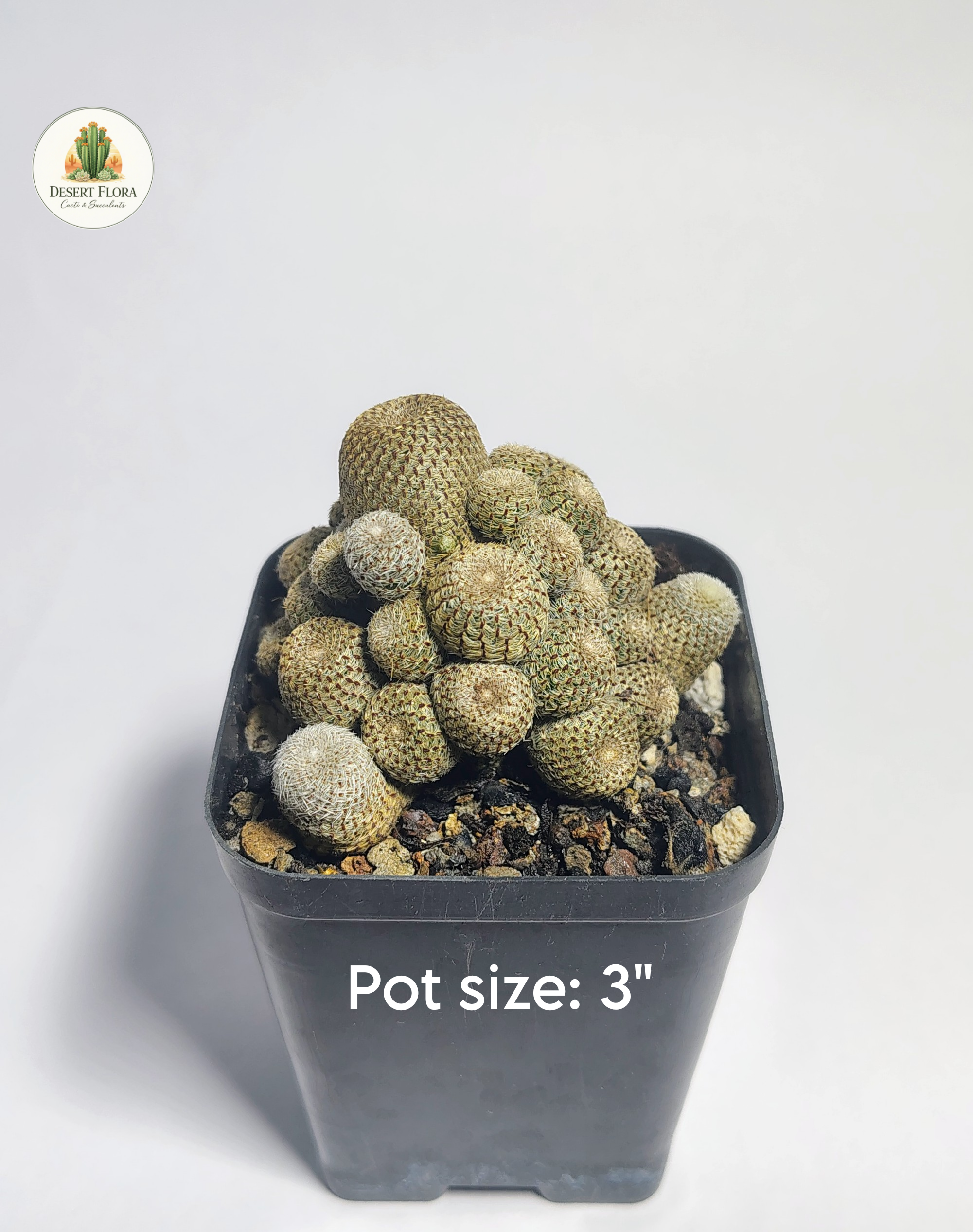 Rebutia heliosa